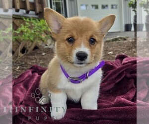 Pembroke Welsh Corgi Puppy for sale in LANDISBURG, PA, USA