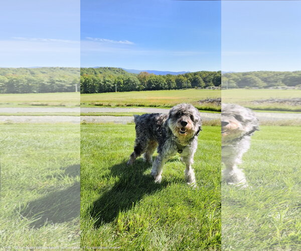 Medium Photo #3 Aussiedoodle Miniature  Puppy For Sale in Croydon, NH, USA