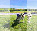 Small #2 Aussiedoodle Miniature 