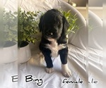 Puppy 2 Australian Shepherd-Goldendoodle Mix