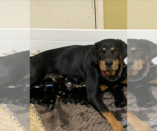 Medium Photo #6 Rottweiler Puppy For Sale in SUN CITY, AZ, USA