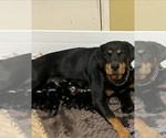 Small #5 Rottweiler