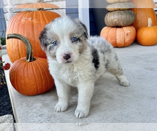 Medium Photo #4 Australian Shepherd Puppy For Sale in LODA, IL, USA