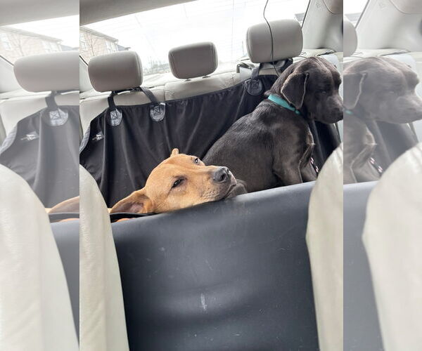 Medium Photo #6 Mutt Puppy For Sale in Germantown, OH, USA