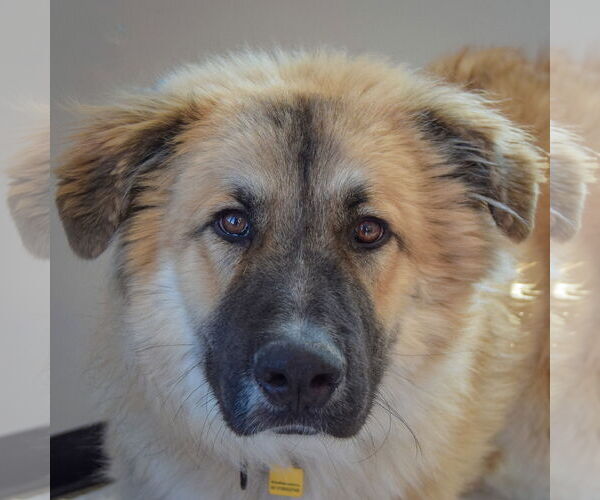 Medium Photo #1 German Shepherd Dog-Great Pyrenees Mix Puppy For Sale in Huntley, IL, USA