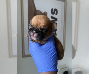 French Bulldog Puppy for sale in SACRAMENTO, CA, USA