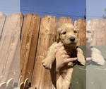 Small Photo #15 Goldendoodle Puppy For Sale in MODESTO, CA, USA