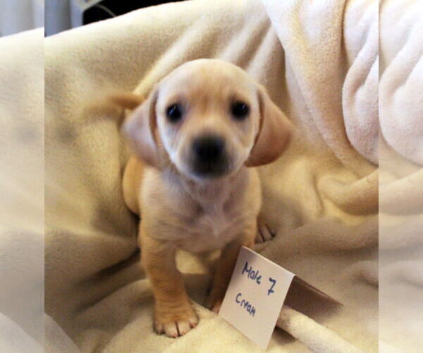 Medium Photo #4 Chiweenie Puppy For Sale in Imperial Beach, CA, USA