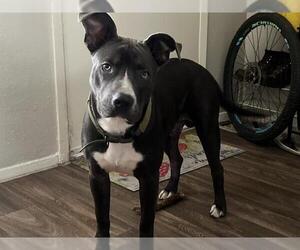 American Staffordshire Terrier-Unknown Mix Dogs for adoption in San Antonio, TX, USA