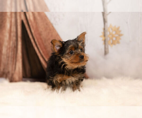 Medium Photo #11 Yorkshire Terrier Puppy For Sale in WARSAW, IN, USA