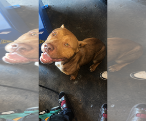 Mother of the American Bully puppies born on 05/07/2026