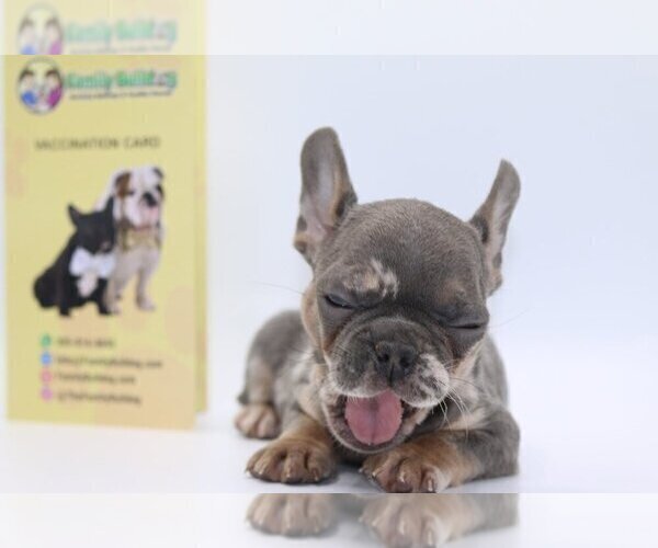 Medium Photo #4 French Bulldog Puppy For Sale in DULUTH, GA, USA