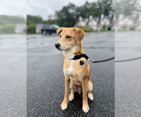Medium Photo #4 Mutt Puppy For Sale in Rockaway, NJ, USA