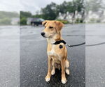 Small #3 Mutt