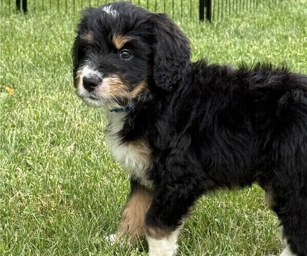 Medium Photo #3 Bernedoodle Puppy For Sale in SPRINGFIELD, OH, USA