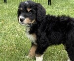 Small #2 Bernedoodle