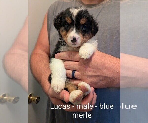 Medium Photo #18 Australian Shepherd Puppy For Sale in PAMPLIN, VA, USA