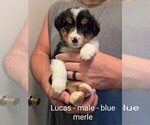 Small #17 Australian Shepherd