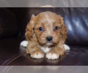 Cavapoo Puppy for sale in PLEASANTON, KS, USA