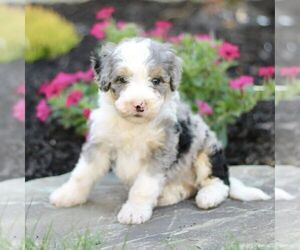 Bernedoodle (Miniature) Puppy for sale in GORDONVILLE, PA, USA