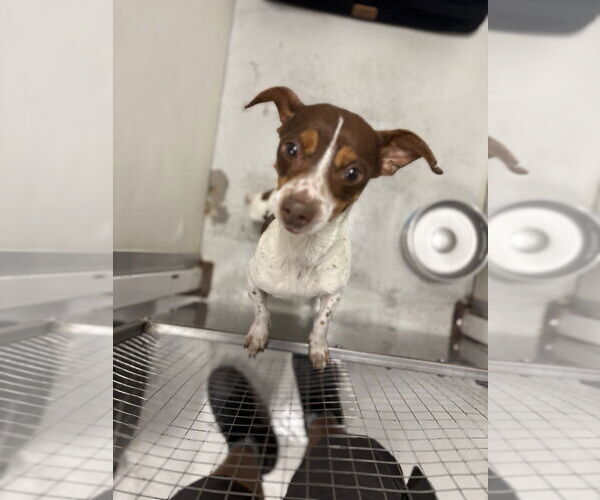 Medium Photo #2 Jackshund Puppy For Sale in Studio City, CA, USA