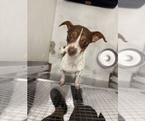 Carter #1284 - Male Jackshund Dog for Adoption - Photo #2