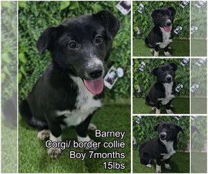 Border Collie-Unknown Mix Dogs for adoption in Seattle, WA, USA