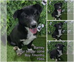 Small Border Collie Mix