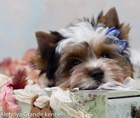 Biewer Terrier Puppy for sale in CULLOWHEE, NC, USA