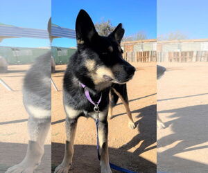 Hunter - Male Australian Kelpie Dog for Adoption - Photo #22