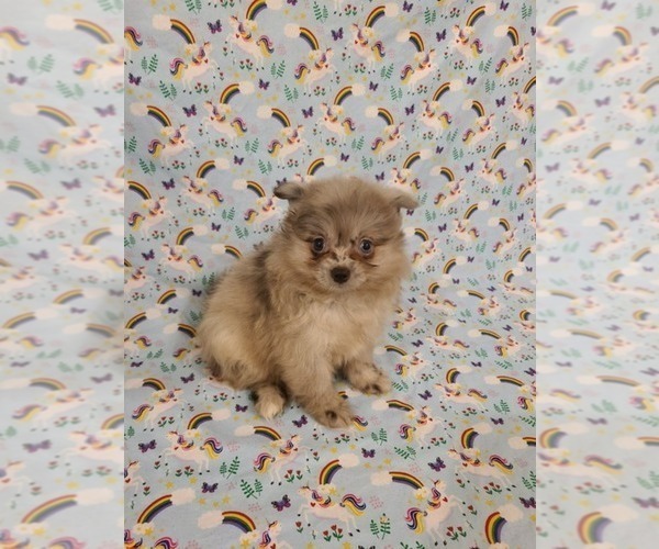 Medium Photo #2 Pomeranian Puppy For Sale in CLARKSVILLE, TN, USA