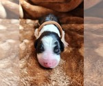 Small #7 Sheepadoodle