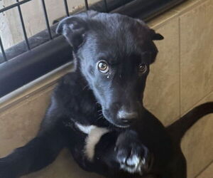 Labrador Retriever-Unknown Mix Dogs for adoption in Pottstown, PA, USA