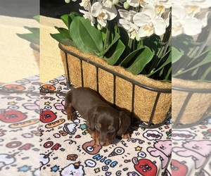Medium Dachshund