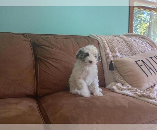 Medium Photo #18 Aussie-Poo Puppy For Sale in HOLMESVILLE, OH, USA