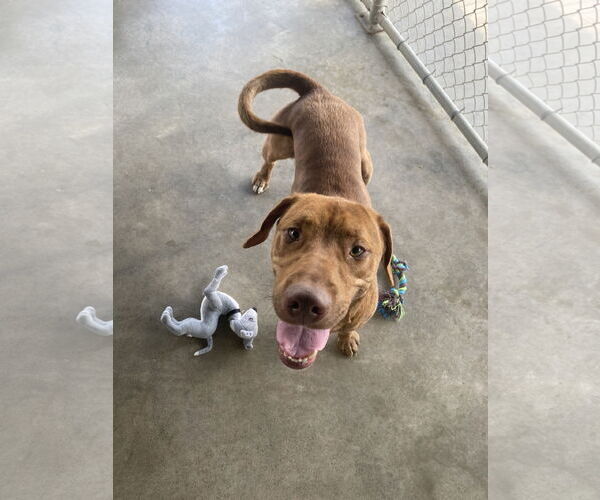 Medium Photo #2 Labrador Retriever-Unknown Mix Puppy For Sale in Pryor, OK, USA