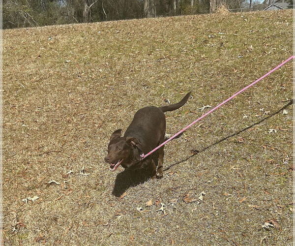 Medium Photo #3 Feist Terrier-Labrador Retriever Mix Puppy For Sale in Monticello, MS, USA