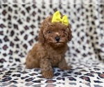 Small Cavapoo (Miniature)