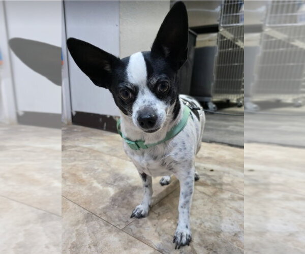 Medium Photo #2 Chihuahua-Unknown Mix Puppy For Sale in Lakewood, CO, USA