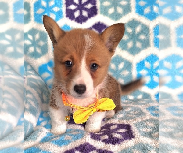 Medium Photo #4 Pembroke Welsh Corgi Puppy For Sale in ARROYO GRANDE, CA, USA