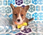Small #3 Pembroke Welsh Corgi