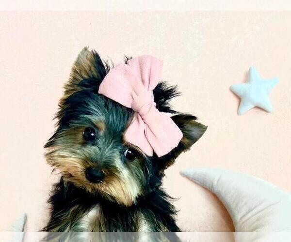 Medium Photo #18 Yorkshire Terrier Puppy For Sale in NEW YORK, NY, USA
