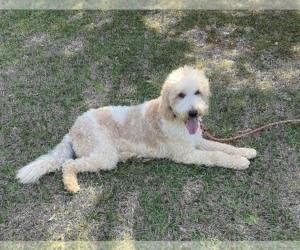 Father of the Goldendoodle puppies born on 09/26/2022