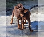 Litter of 2 - Male(s) and Female(s) Doberman PinscherLitter of Puppies for Sale - Photo #12