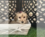 Small #2 Yo-Chon