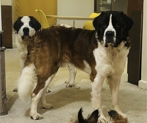 Saint Bernard Dogs for adoption in SLAYTON, MN, USA