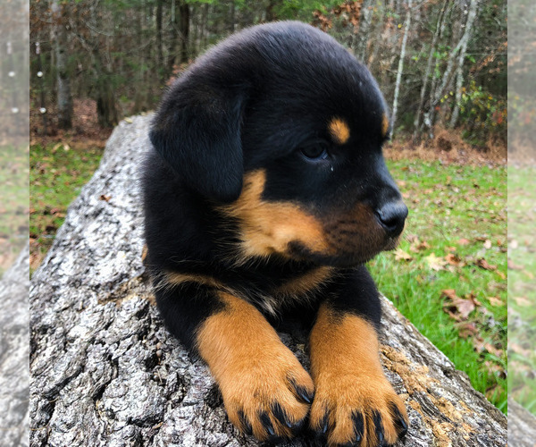 Medium Photo #15 Rottweiler Puppy For Sale in VONORE, TN, USA