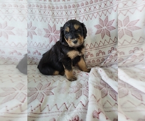 Bernedoodle Puppy for Sale in FARGO, North Dakota USA