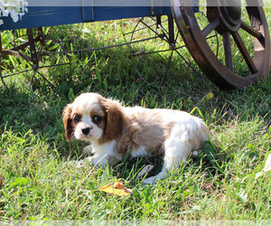 Cavalier King Charles Spaniel Puppy for sale in CHANUTE, KS, USA