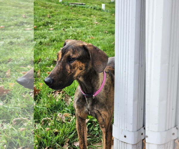 Medium Photo #28 Doberman Pinscher-Unknown Mix Puppy For Sale in Buffalo, MN, USA